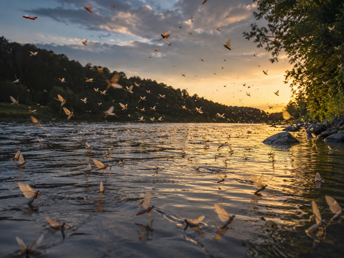 Chasing the Hatch: How to Catch Bass During the Summer Mayfly Hatch